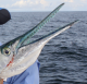 XXL Needlefish fra Panama 2009