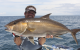 Stor 20kg + Amberjack fra Panama Oktober 2013